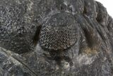 Large Enrolled Drotops Trilobite - Around #41478-2